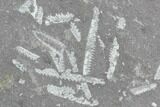 Fossil Graptolite Cluster (Didymograptus) - Great Britain #103486-1